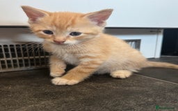 British Longhair cats for sale: 1 boy (black) 3 girls  - Image 2