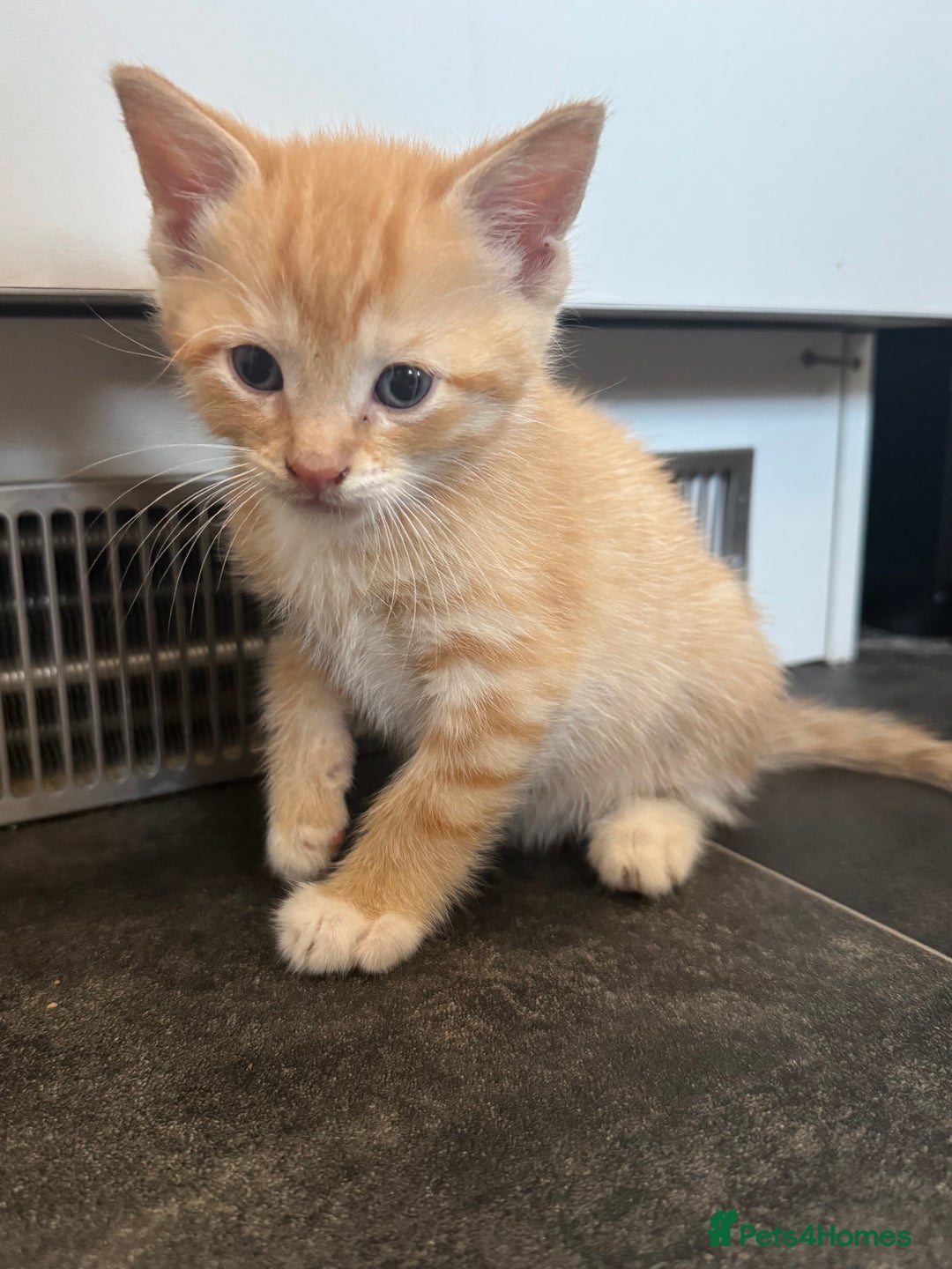 British Longhair cats for sale: 1 boy (black) 3 girls  - Image 2