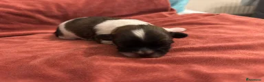 Shih Tzu Puppy 1