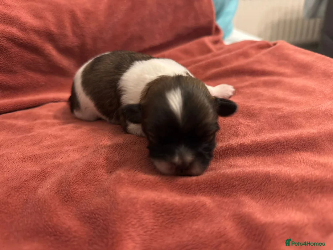 Shih Tzu dogs for sale: Adorable Shih Tzu Puppies Available 🐶💗 - Advert 4