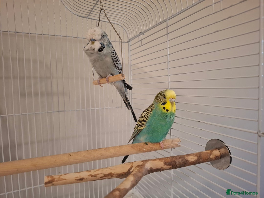 Budgerigars birds for sale: 1 Female and 1 Male Fully Tamed budgies with cage - Image 2