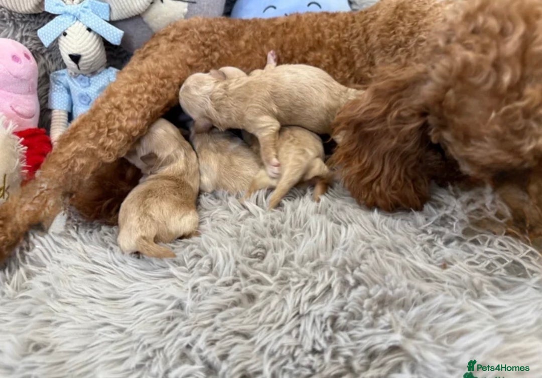 Maltipoo dogs for sale: 5 stunning fluffy girls. Fully dna clear parents.  - Advert 8