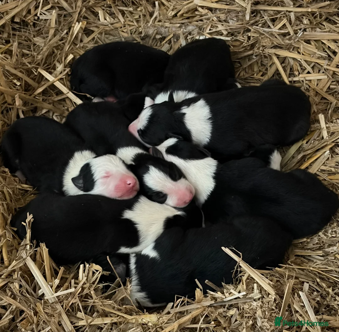Border Collie dogs for sale: 10 border collie pups  in Corwen - Advert 10