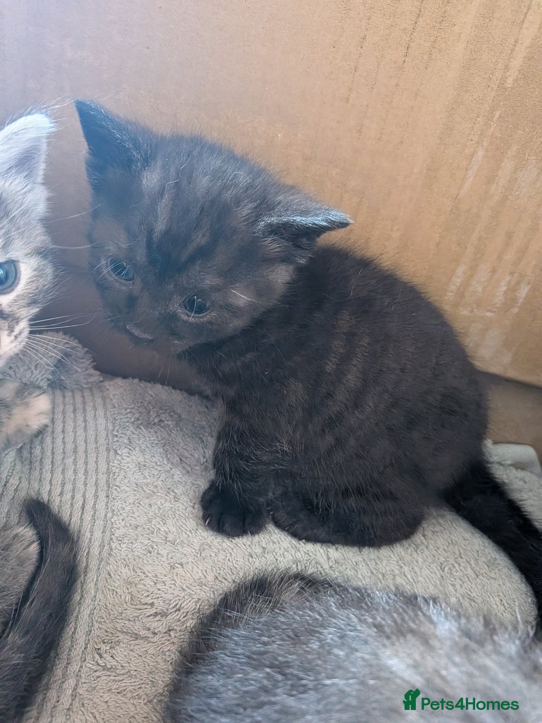 Domestic Shorthair cats for sale: Tabby and black kittens  - Image 5