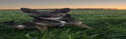 Belgian Shepherd Dog dogs for sale: *Urgent* 1 year old belgian malinois to be rehomed - Advert 2