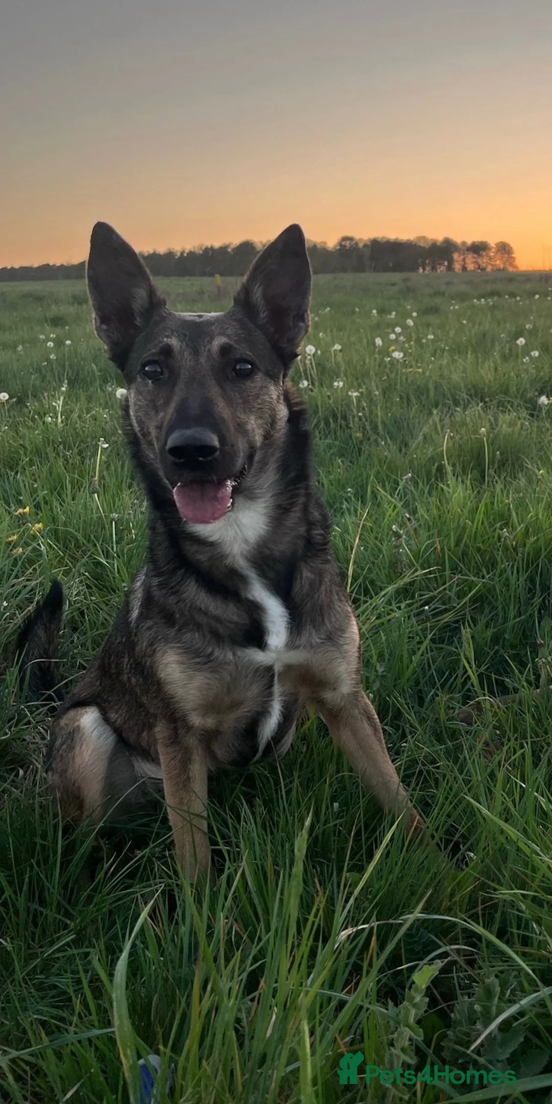 Belgian Shepherd Dog dogs for sale: *Urgent* 1 year old belgian malinois to be rehomed - Advert 2