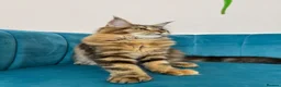 Maine Coon cats for sale: TICA Pedigree Registered Maine Coon Kittens - Advert 30