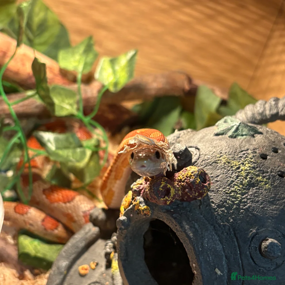 Corn Snake reptiles for sale: Two corn snakes - Advert 1