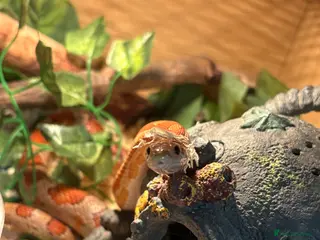 Corn Snake reptiles Two corn snakes - Advert 13