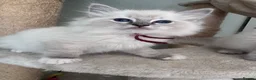 Ragdoll cats for sale: TICA registered ragdoll kittens (blue point/ lynx) - Advert 4