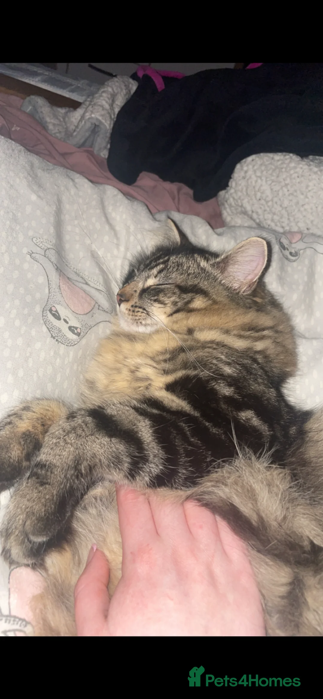 British Longhair cats for sale: Cat named rockstar  - Advert 2