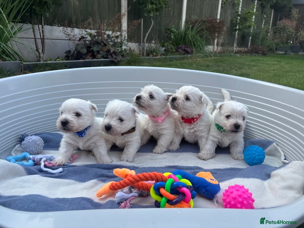 West Highland Terrier dogs - Advert 1