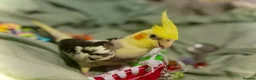 Cockatiels birds for sale: Cockateil handtame babies very pretty babies. - Advert 11