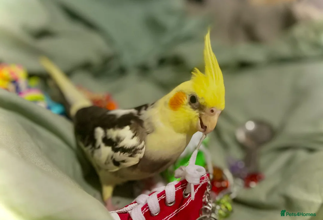 Cockatiels birds for sale: Cockateil handtame babies  often available  - Advert 1