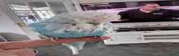 Budgerigars birds for sale: Rare Hand Reared Exhibition Budgie - Advert 3