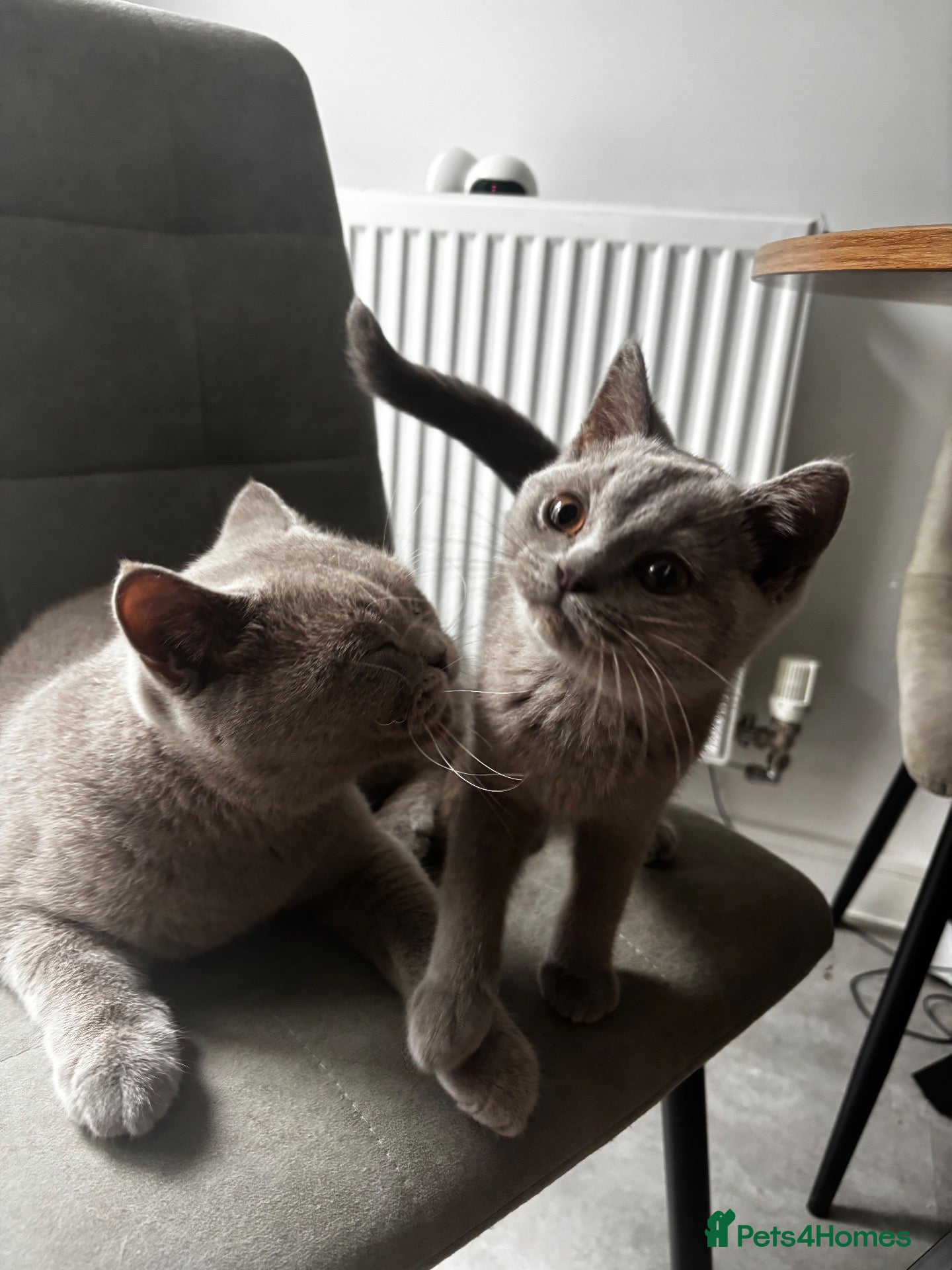 British Shorthair cats GCCF Lilac Male Kitten  - Advert 1