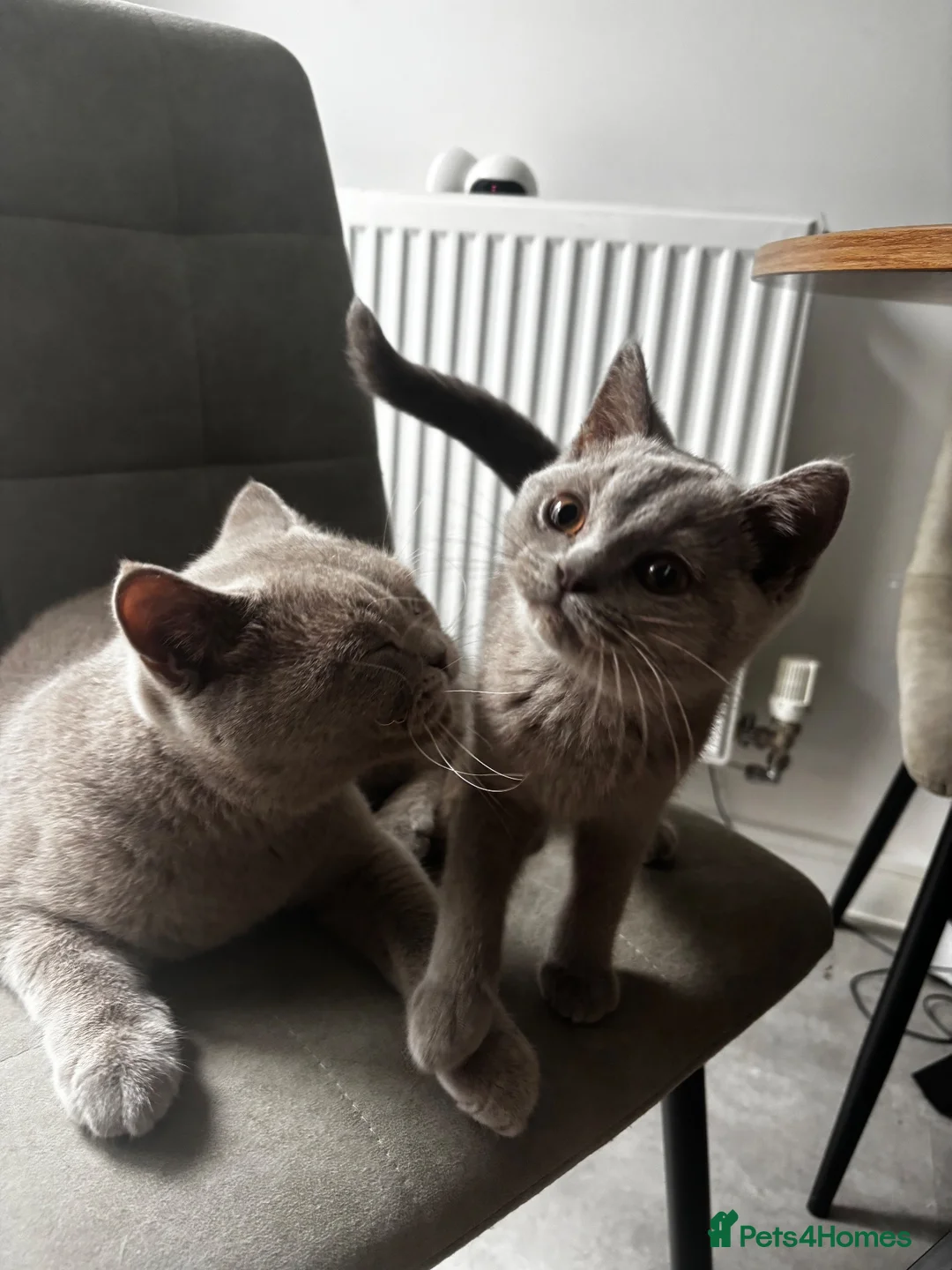 British Shorthair cats for sale: GCCF Lilac Male Kitten  - Advert 1