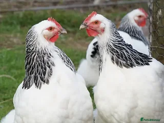 Chickens poultry - Advert 7