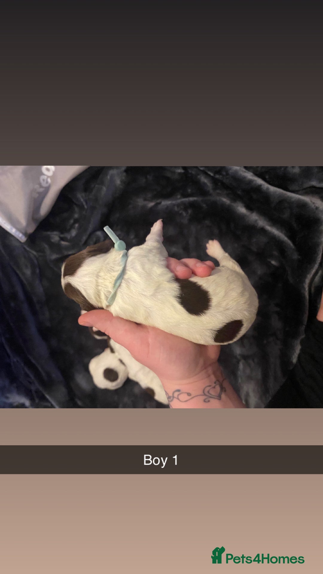 Cocker Spaniel dogs for sale: Working cocker spaniel puppies  - Advert 16