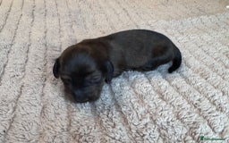Miniature Dachshund dogs for sale: Miniature long-haired dachshunds - Image 10