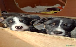 Border Collie dogs for sale: Border collie Puppy forsale - Image 6