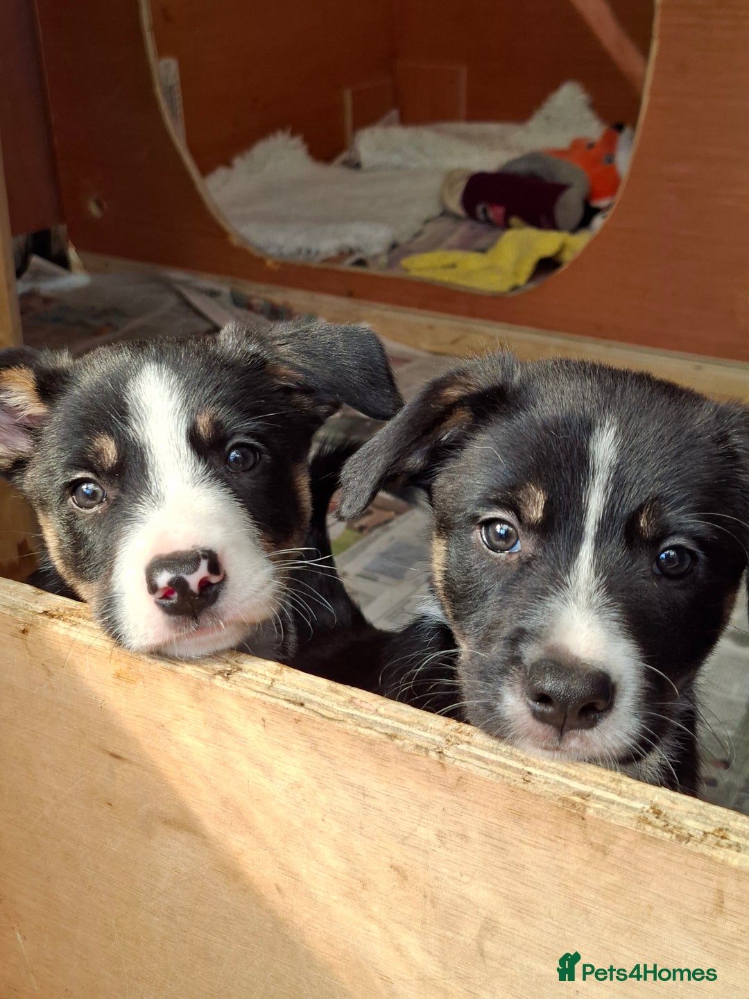 Border Collie dogs for sale: Border collie Puppy forsale - Image 6