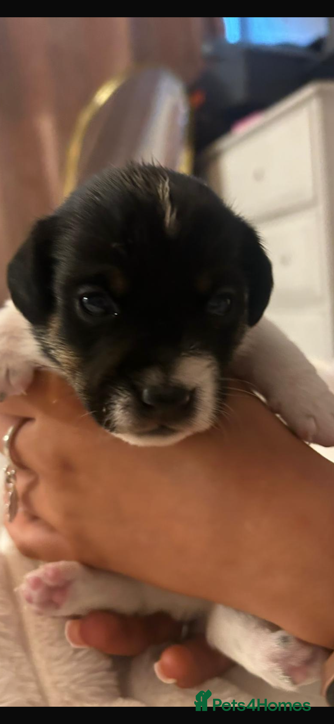Jack Russell dogs for sale: Short legged Jack Russell puppies - Advert 11