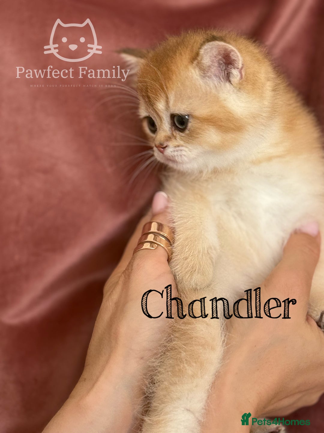 British Shorthair cats for sale: LAST ONE - Show Quality Kittens - Image 6