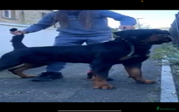 Rottweiler dogs for stud: Stunning KC registered fully health tested male   in Burnley - Image 3