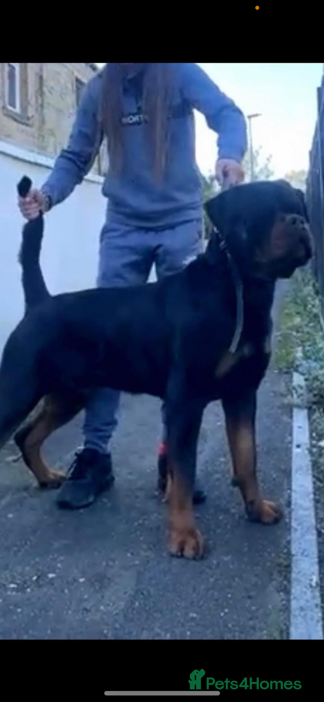 Rottweiler dogs for stud: Stunning KC registered fully health tested male   in Burnley - Image 3