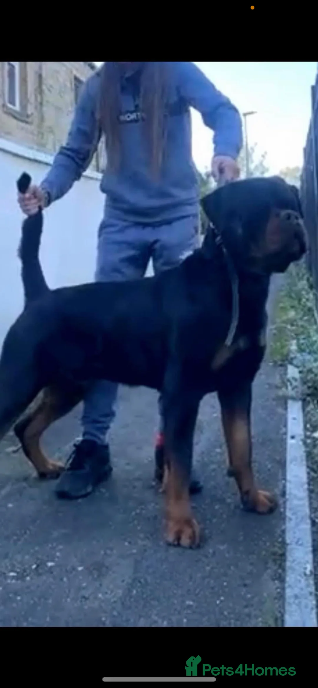 Rottweiler dogs for stud: Lovely Big boned KC reg fully health tested male   - Advert 2