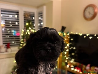 Shih Tzu dogs One boy Shih-Tzu looking for his forever family - Advert 16