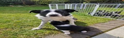 Border Collie dogs for sale: Border collie puppies for sale  in Carlisle - Advert 1