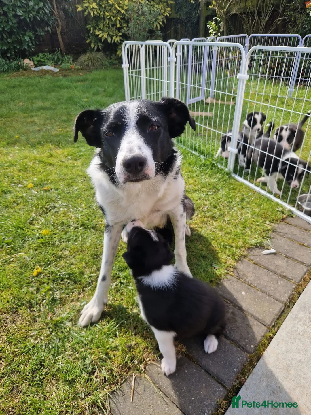 Border Collie dogs for sale: Border collie puppies for sale  in Carlisle - Advert 1