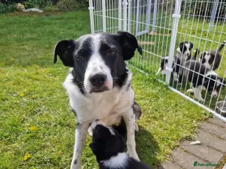 Border Collie dogs Border collie puppies for sale - Advert 1
