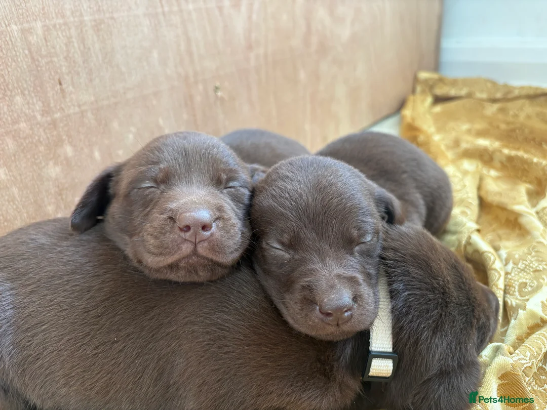 Labrador Retriever dogs for sale: ⭐️Gorgeous Kc Chocolate Labrador Puppies⭐️ - Advert 7