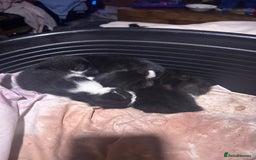 Bombay cats for sale: 4 Kittens for sale  - Image 3