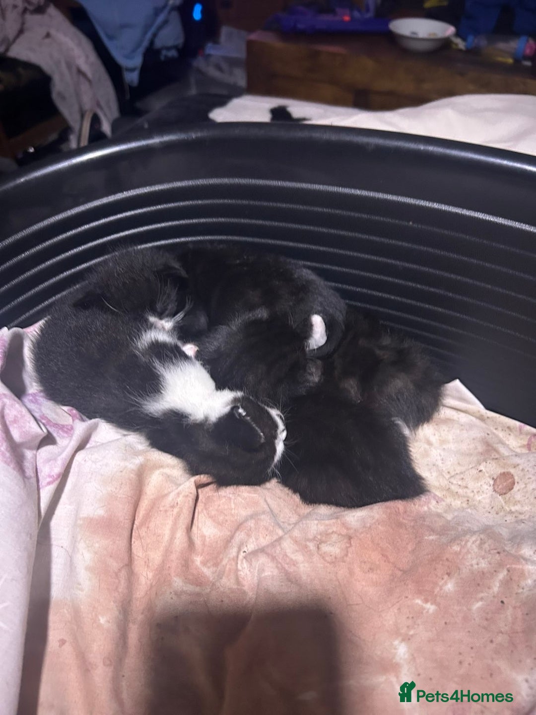 Bombay cats for sale: 4 Kittens for sale  - Image 3