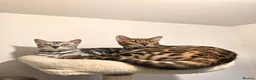 Bengal cats for sale: Championship F6 Beautiful Bengal Kittens ❤️ - Advert 11
