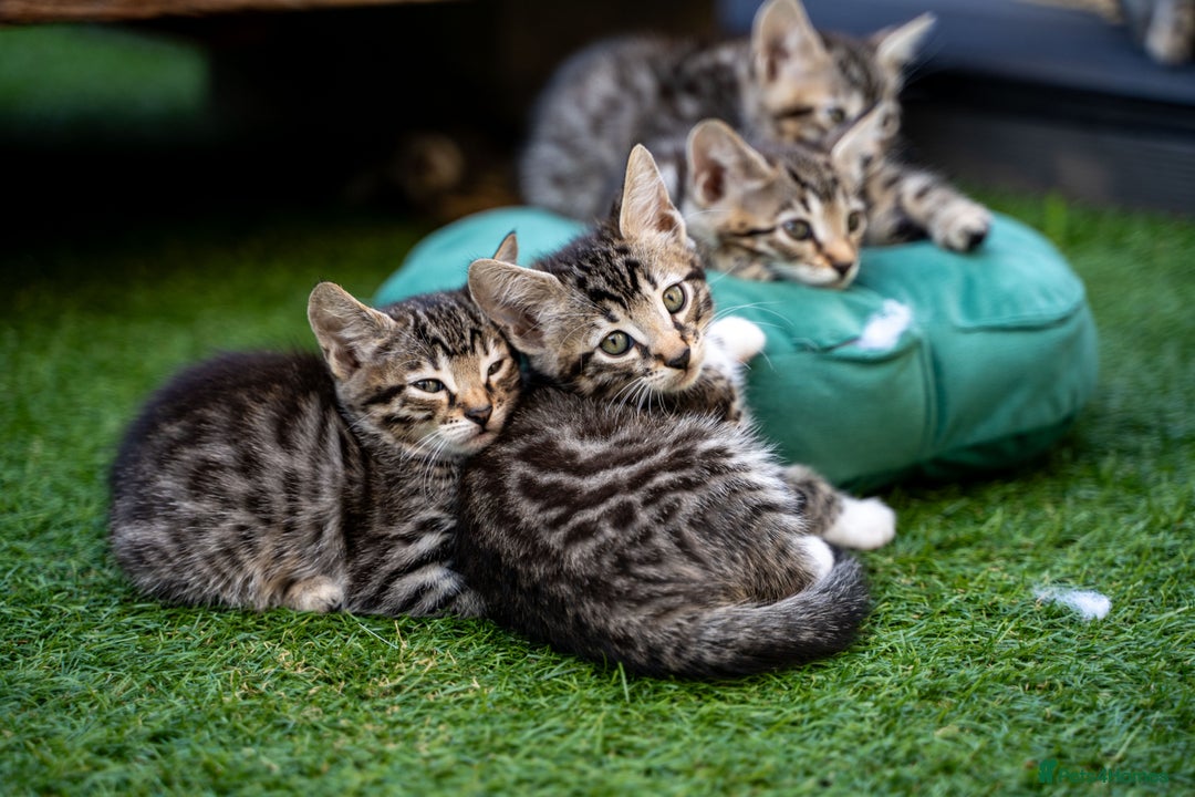 Bengal cats for sale: Gorgeous kittens, Wild-Patterned, Stunning Looks - Image 10