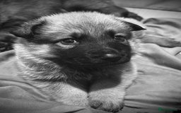 German Shepherd dogs for sale: Beautiful chunky German shepherd puppies - Image 9