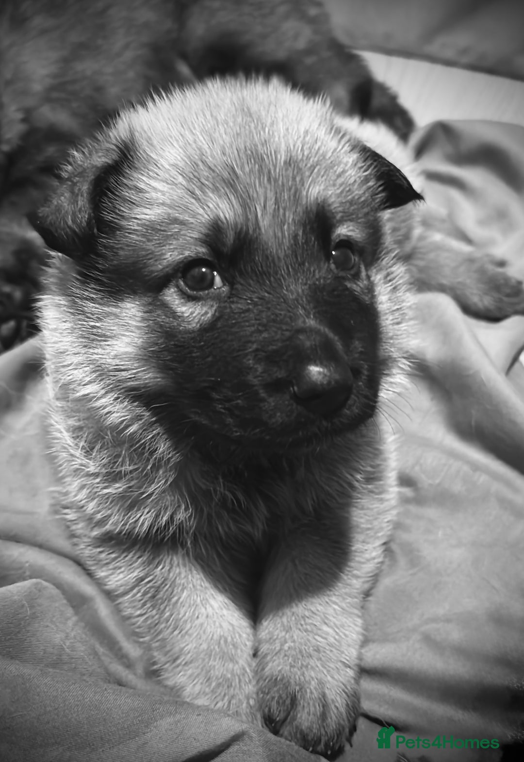 German Shepherd dogs for sale: Beautiful chunky German shepherd puppies - Image 9