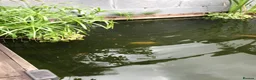 Koi Carp fish for sale: Koi Carp & Chargoi Fingerlings Approx 1"- 1.5" £3 in Newcastle - Advert 2