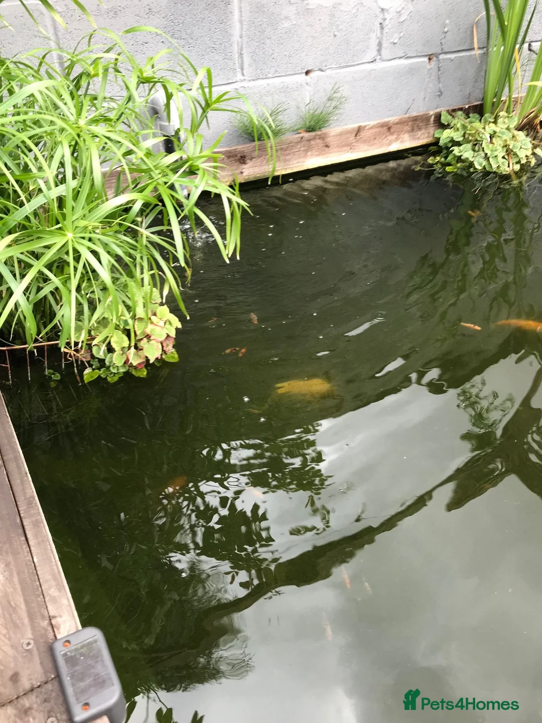 Koi Carp fish for sale: Koi Carp & Chargoi Fingerlings Approx 1"- 1.5" £3 in Newcastle - Advert 2