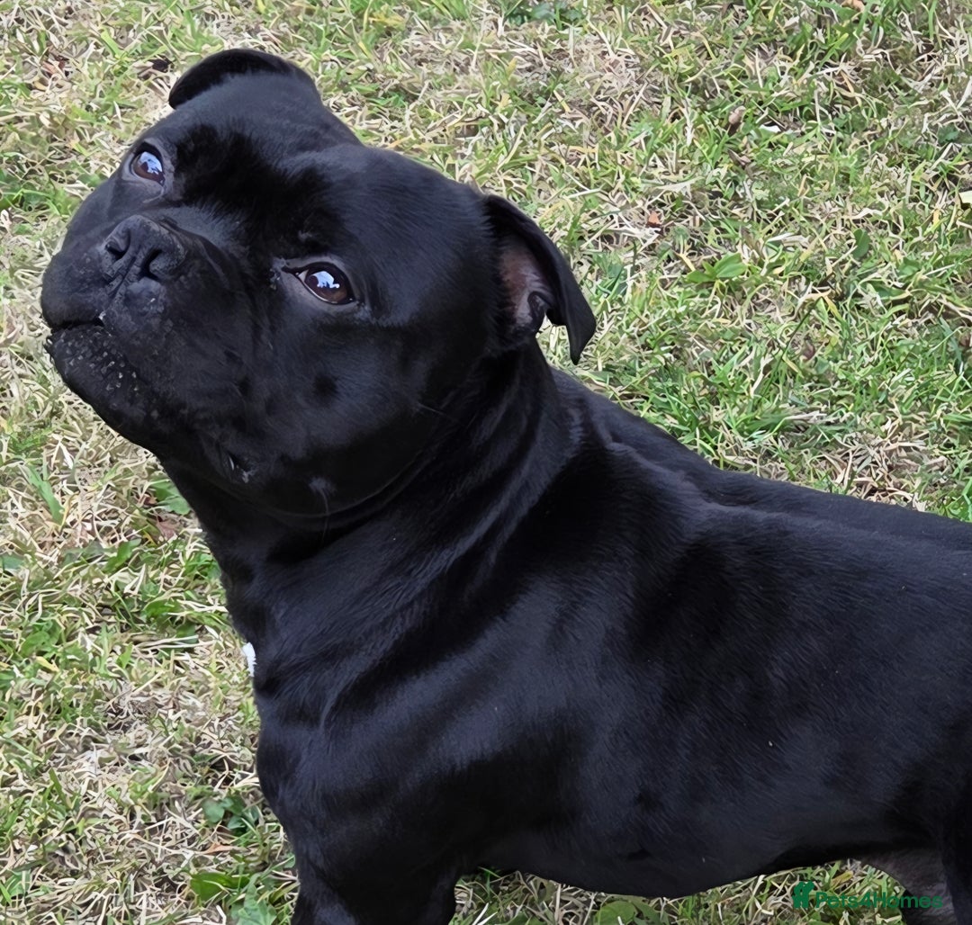 Staffordshire Bull Terrier dogs for stud: **OUTSTANDING**KC REGISTERED**MAXIMUS** - Advert 21