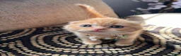 British Shorthair cats for sale: 😻CREAM & RED COLOUR KITTENS 😻 - Advert 20