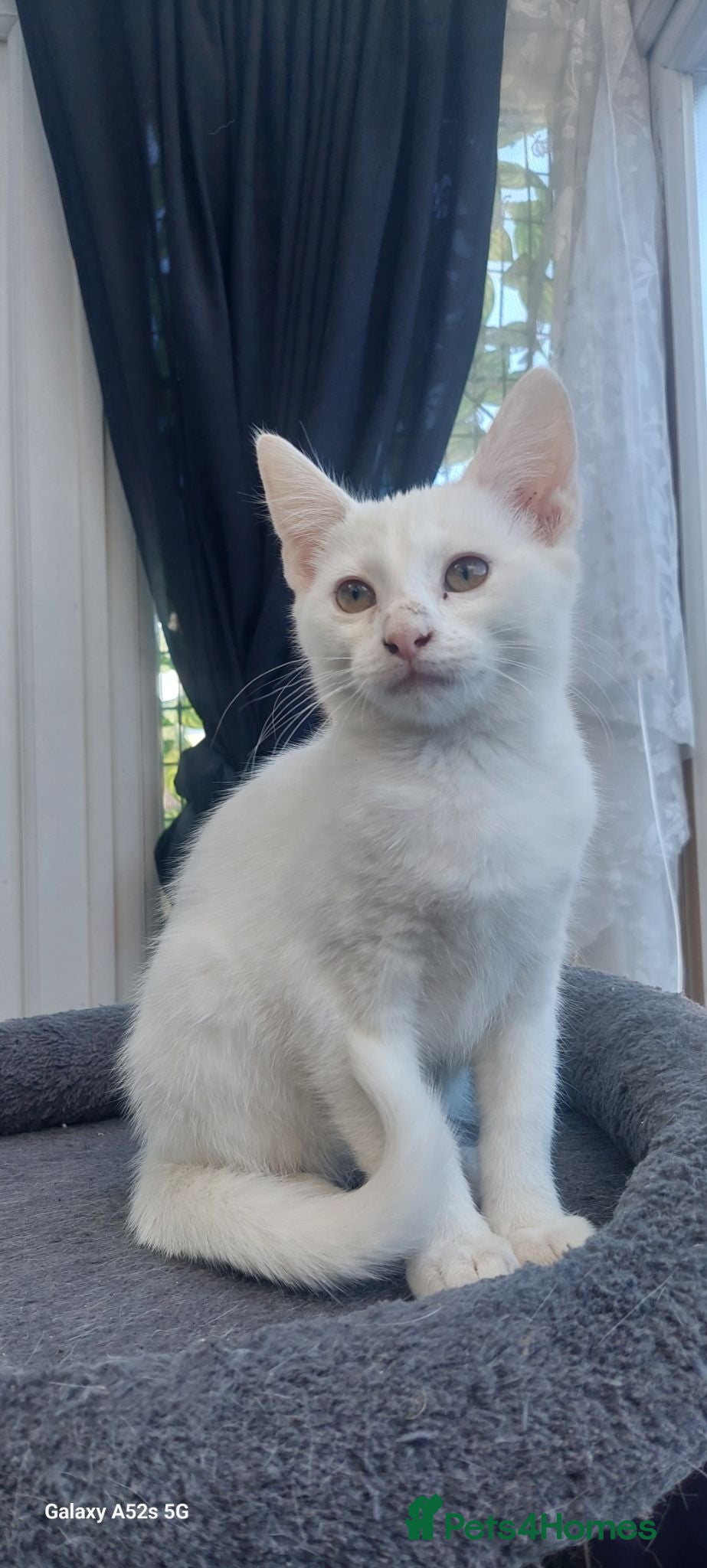 Mixed Breed cats Beautiful kittens - Advert 3