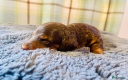 Miniature Dachshund dogs for sale: Gorgeous Long Haired KC Miniature Dachshunds - Image 18