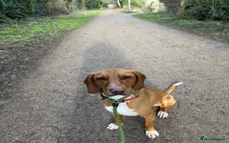 Bavarian Mountain Hound dogs for sale: Zoro needs a new home - Image 2
