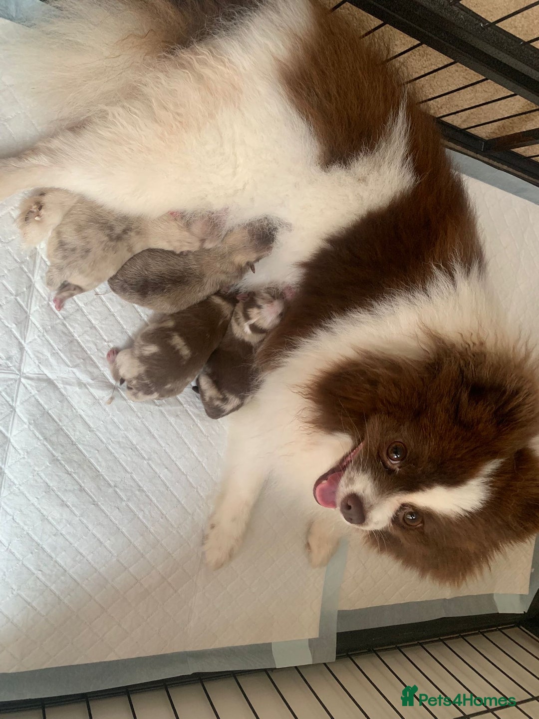 Pomeranian dogs for sale: Lilac Pomeranian puppy - Image 3